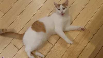 Elon trying to convince me let him taste the dinner i was preparing.