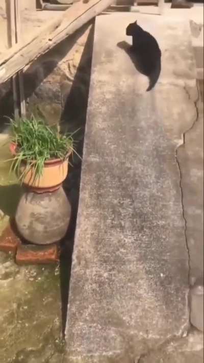 KItTY Falls to hIS dEAth