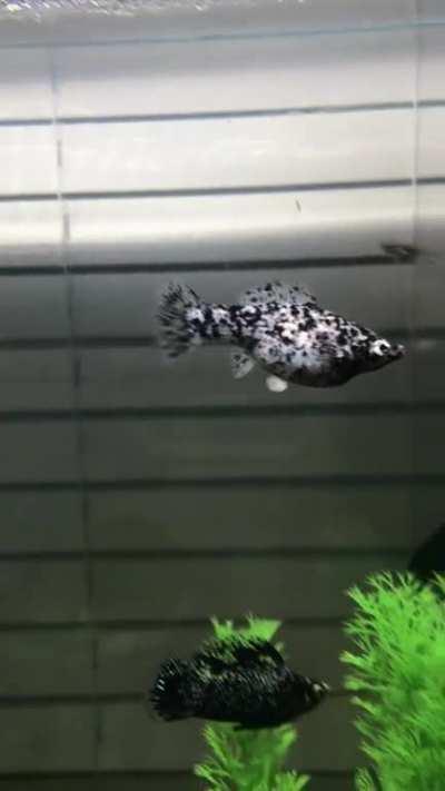 Hello, everyone! Is my Dalmatian Molly (Opal) pregnant?