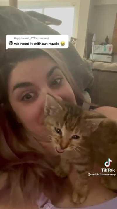 More of a scream than a yell | TikTok | @nolakittennursery