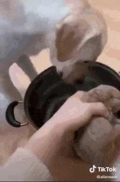 Doggo trying to sacrifice itself for the puppy