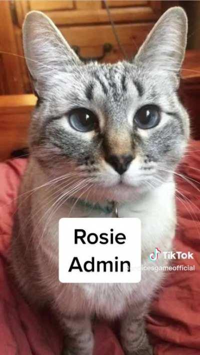 Choices PSA: Now presenting... The cats of Pixelberry Studios! Fun fact - Madeline was the model for TRR's kitten and Tofu was a face model for several Choices books! 🥰