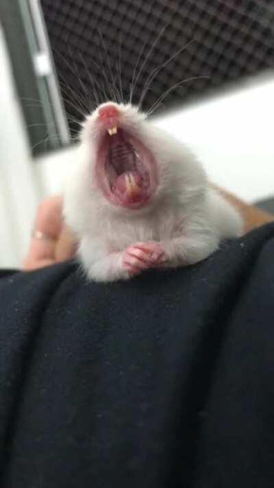 my hamster yawning ♥️🐹