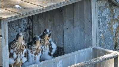 Young falcons pausing to watch a bird fly by their nest
