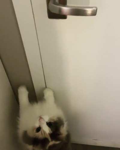 My floof demands a walk out in the hallway