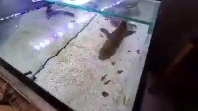 this fish be do bad doe