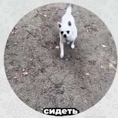 “Sit down” command