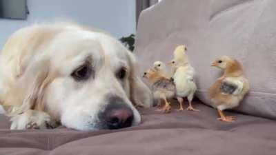 Little floofs meet big floof