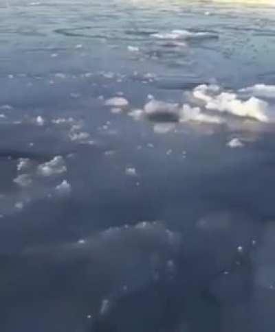 🔥Polar bear mother breaking through thin ice at different intervals so her cub can stop to breathe
