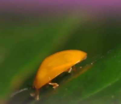 People:”I hate bugs.” Even him?