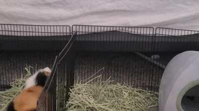 I didn't know pigs were able to do parkor...