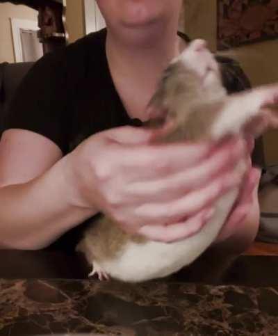 SPICY LATIN DANCE RAT (NEW SONG NEW MOVES‼️) 🐀 💃 🔥 🥵 🌶