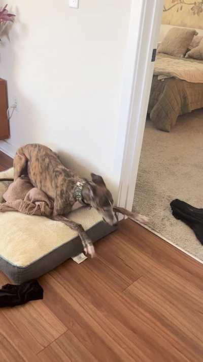 We call this trouble-hound