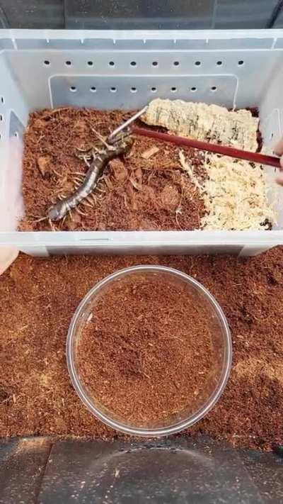 Housing a Solomon Island Giant Centipede.