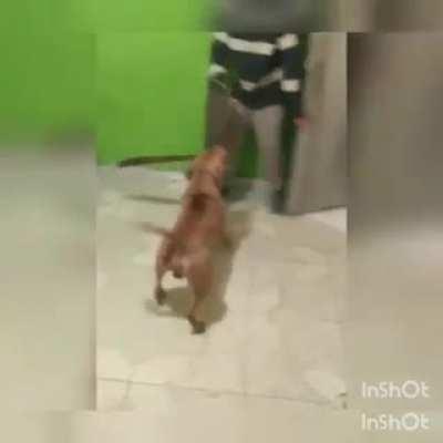 Dog armed with a machete attacks a guy