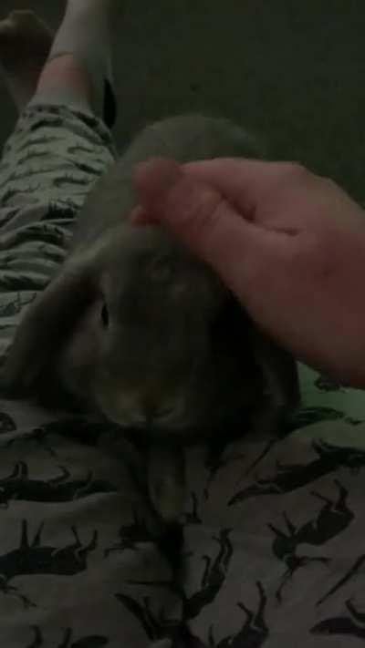 I’m sat watching the football and she just came and hopped on my lap for head rubs 🥲