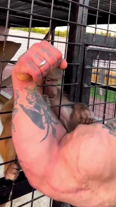 Monkey likes big muscles