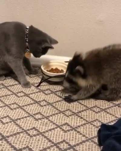Kitty dealing with a food thief