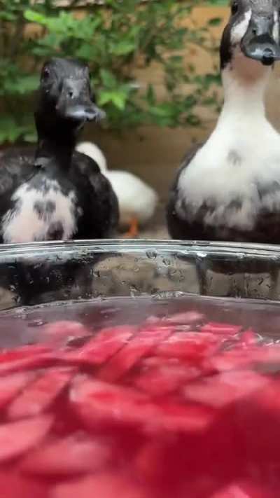 nom 🍉 nom 🍉 nom