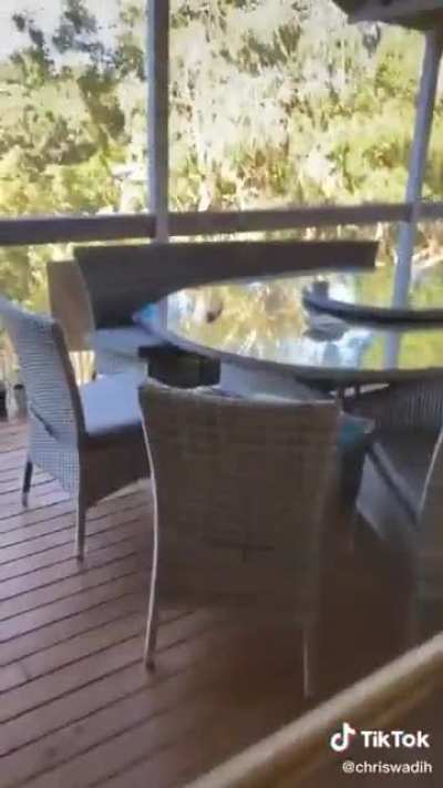 ++Finding out whether kookaburras like pasta