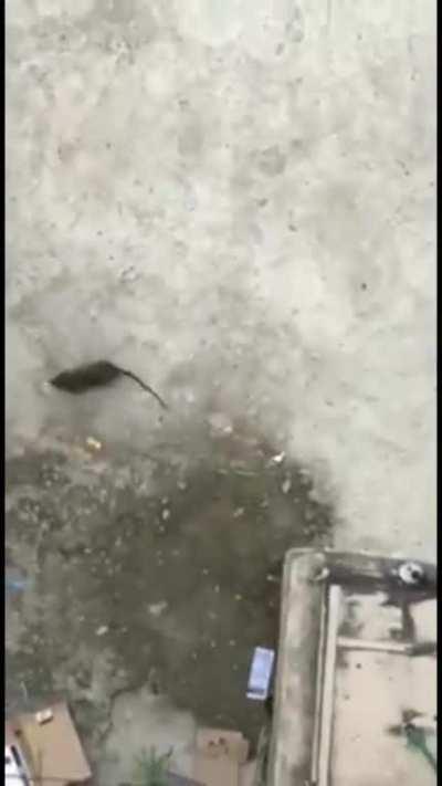 mi pana el que juega free fire, se le ve bien fres.... NOOOOOOOOO