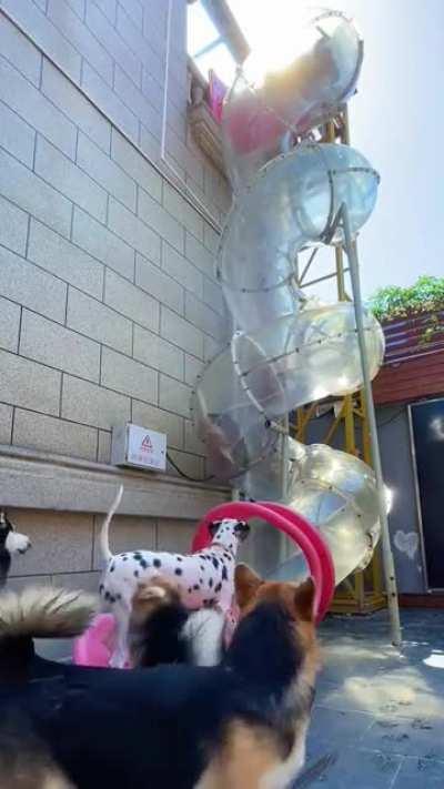 Doggy daycare slide