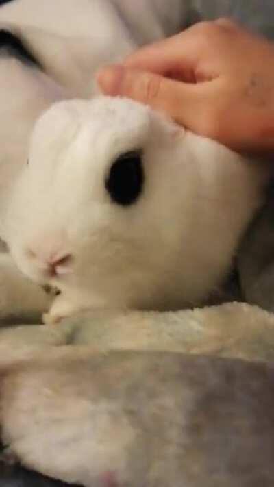 I must be tasty 😋