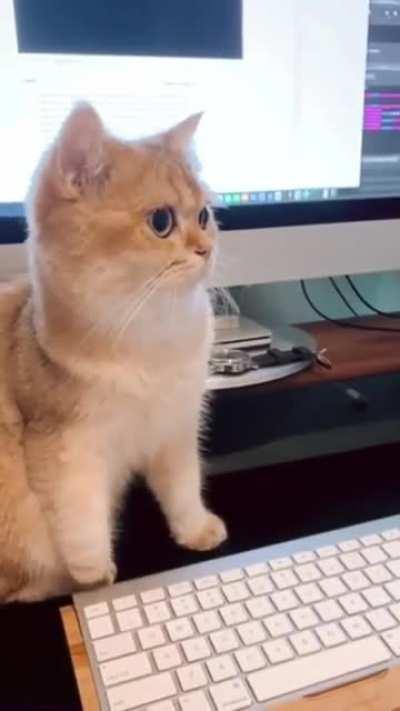 since when did cats have permission to use the PC?
