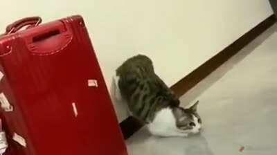 Momento exacto en que los gatos aprenden a volar #meme #gatos