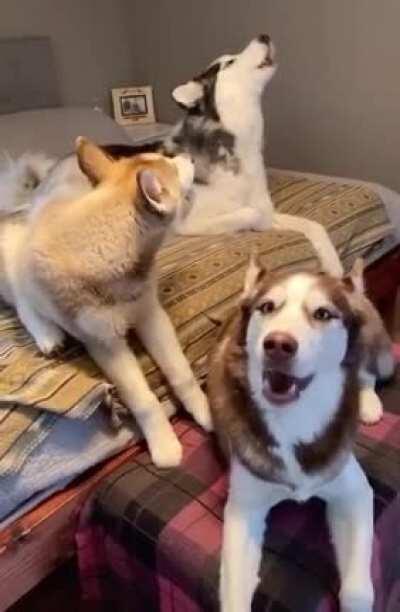 Get a husky they said, it’ll be fun they said