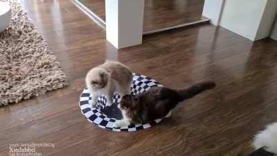 Battle for the entrance to the cat dimension