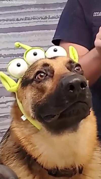 Human, are you sure about this?