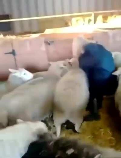 Silenced by the Lambs