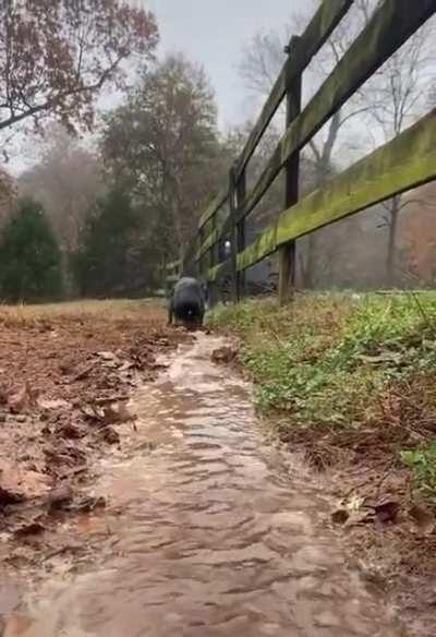 Canal Maker Doggo, Farming Goes Brrr