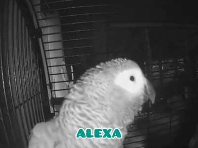 Parrot asks Alexa to add Pulled Pork to shopping list