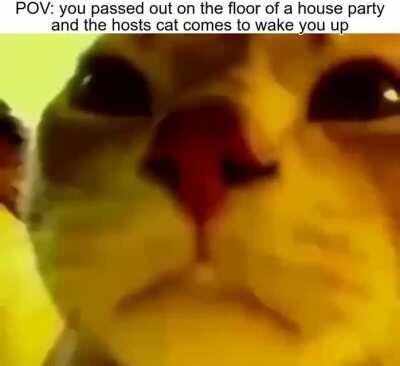 meow_irl