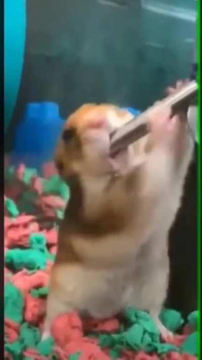 Damn JJ ur hamster is talented , i'm wondering from where did he learns that