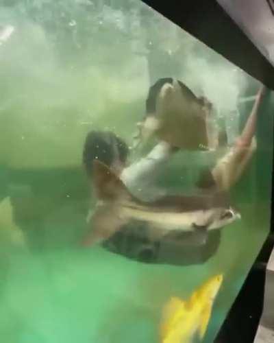 Guy dangles loogie from his mouth above massive fish, gets knocked out.