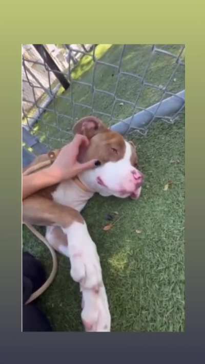 RUNNING OUT OF TIME. Please HELP Hasselhoff. He only has until TUESDAY 10/28 to get ADOPTED directly from the shelter or RESCUED (then he needs a FOSTER and PLEDGES). EUTHANASIA LIST at Orange County Animal Services in ORLANDO, FL. Please dm me if you can