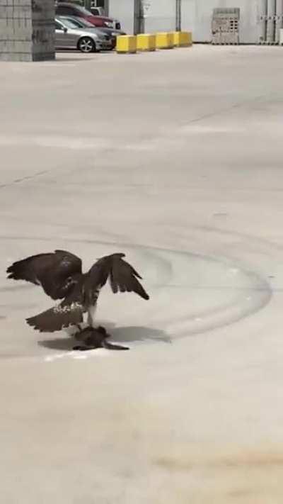 Hawk caught a kitten (X-post r/hardcorenature)
