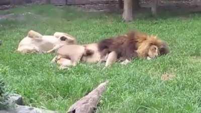Lioness performs the mating ritual, but her mate is not interested.