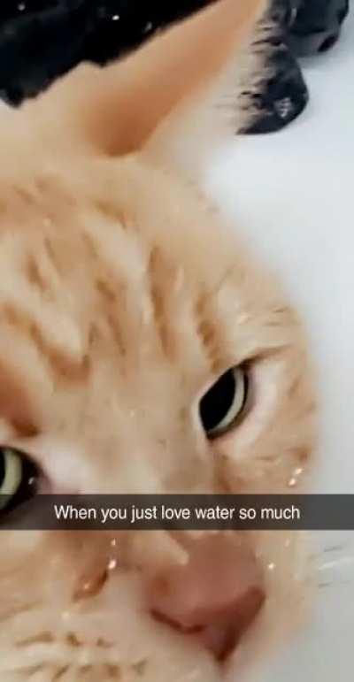 My cat is obsessed with water...
