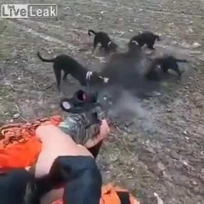 Hunter fails to scout a tree to climb in case of emergency and narrowly avoids being skewered by a charging boar