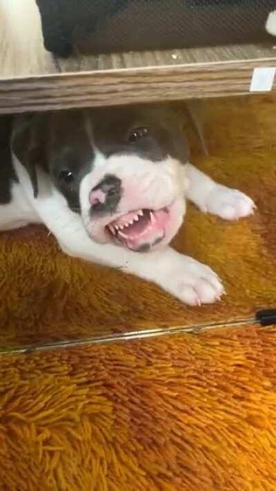 Hank’s toy was on the other side of the glass