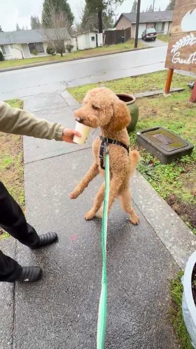 Pup cup