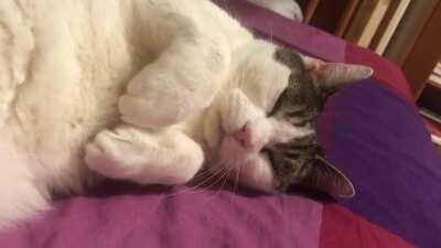 Little meow while purring