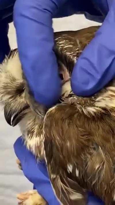 Have you ever seen an owls ear?