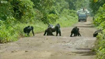 Massive silverback gorilla blocks a road so his family can cross safely.