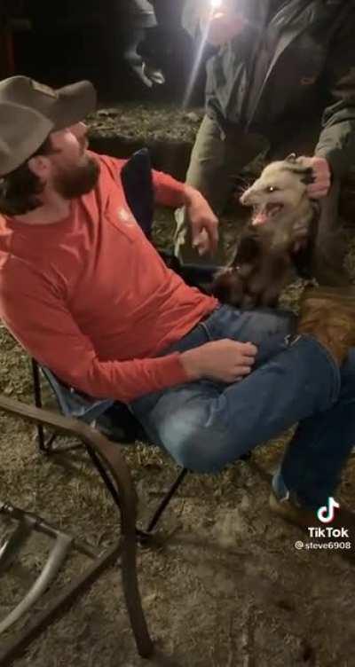 Grabbing a opossum