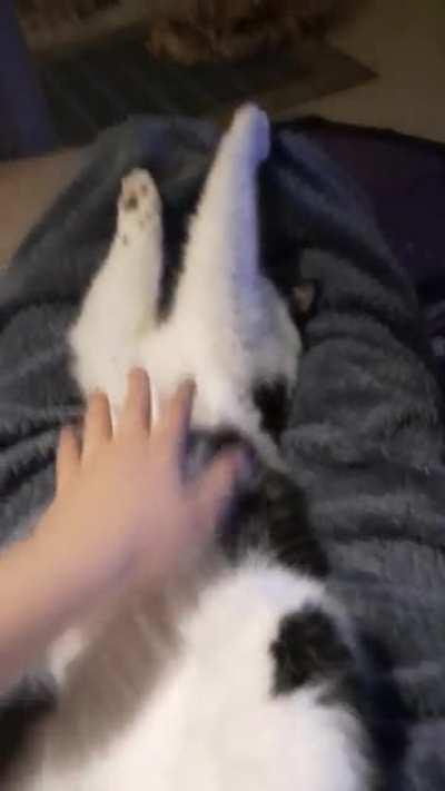 Yuumi just goes limp sometimes